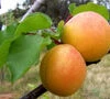 Introducing Gold Cott Apricot Trees -Fruit Trees Sales 2024 Apricot Goldcott