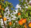 Golden Glow * New * Apricot Trees -Fruit Trees Sales 2024 Apricot Golden Glow