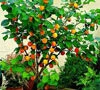 New Compact Apricot Isabelle Apricot Trees 1 New Compact Apricot Isabelle Apricot Trees -Fruit Trees Sales 2024 Apricot Isabelle