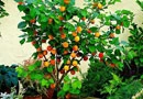 New Compact Apricot Isabelle Apricot Trees