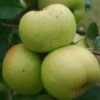 (B) Arthur Turner Apple Trees -Fruit Trees Sales 2024 Arthur20Turner20apple20trees