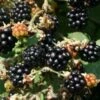 *Ashton Cross Blackberry Bushes -Fruit Trees Sales 2024 Ashton20Cross20blackberries20bushes