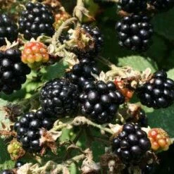 *Ashton Cross Blackberry Bushes