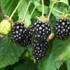 Bedford Giant Blackberry Bushes