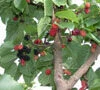 Large Black Mulberry (Morus Nigra) Mulberry Trees -Fruit Trees Sales 2024 Black Mulberry Morus nigra