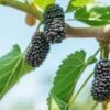 Black Lady Mulberry Trees -Fruit Trees Sales 2024 Black20Lady