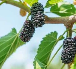Black Lady Mulberry Trees