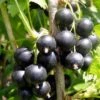 Half Standard Blackcurrant 'titania' Blackcurrant Bushes 2 Half Standard Blackcurrant 'titania' Blackcurrant Bushes -Fruit Trees Sales 2024 Blackcurrant20Titania