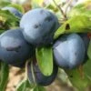 Blue Tit Plum Trees -Fruit Trees Sales 2024 Blue20Tit