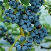 *Berkley Blueberry Bushes 1 *Berkley Blueberry Bushes -Fruit Trees Sales 2024 Blueberry20Berkley