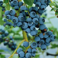*Berkley Blueberry Bushes