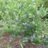 Blue Ray Blueberry Bushes -Fruit Trees Sales 2024 Blueberry20Blue20Ray