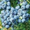 Bluetta Blueberry Bushes