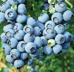 Bluetta Blueberry Bushes