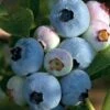 Chandler Blueberry Bushes -Fruit Trees Sales 2024 Blueberry20Chandler
