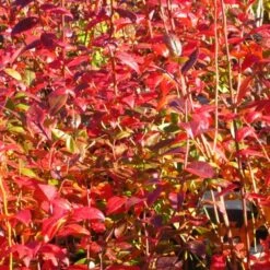 Collins Blueberry Bushes