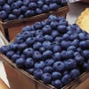 Coville Blueberry Bushes -Fruit Trees Sales 2024 Blueberry20Coville