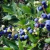 Dixi Blueberry Bushes -Fruit Trees Sales 2024 Blueberry20Dixi