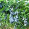 Heerma Blueberry Bushes -Fruit Trees Sales 2024 Blueberry20Heerma