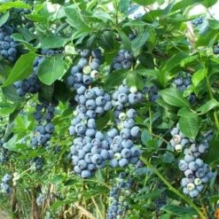 Heerma Blueberry Bushes