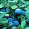 Herbert Blueberry Bushes -Fruit Trees Sales 2024 Blueberry20Herbert