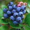 Jersey Blueberry Bushes -Fruit Trees Sales 2024 Blueberry20Jersey