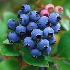 Jersey Blueberry Bushes