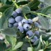 Misty Blueberry Bushes -Fruit Trees Sales 2024 Blueberry20Misty
