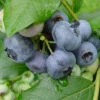 Patriot Blueberry Bushes -Fruit Trees Sales 2024 Blueberry20Patriot