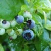 Polaris Blueberry Bushes -Fruit Trees Sales 2024 Blueberry20Polaris