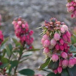 Sunshine Blue Blueberry Bushes
