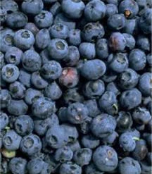 Weymouth Blueberry Bushes