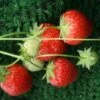 Bolero Strawberry Plants -Fruit Trees Sales 2024 Bolero