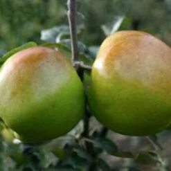 (B) Bountiful Apple Trees