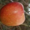 (C) Braeburn Apple Trees -Fruit Trees Sales 2024 Braeburn