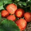 Brenda Strawberry Plants -Fruit Trees Sales 2024 Brenda strawberry plants