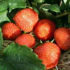 Brenda Strawberry Plants