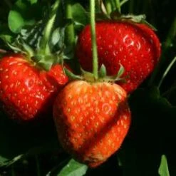 Calypso Strawberry Plants