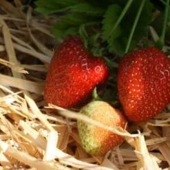 Cambridge Vigour Strawberry Plants