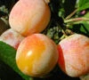 Golden Sphere Cherry Plum Trees -Fruit Trees Sales 2024 Cherry Plum Golden Sphere