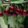 Celeste Cherry Trees -Fruit Trees Sales 2024 Cherry20Celeste20lge