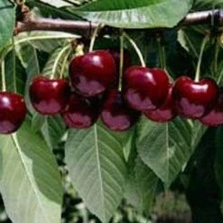 Celeste Cherry Trees