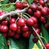 Early Rivers Cherry Trees -Fruit Trees Sales 2024 Cherry20Early20Rivers20lge