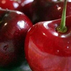 Emperor Francis Cherry Trees