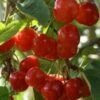 Florence Cherry Trees -Fruit Trees Sales 2024 Cherry20Florence20lge