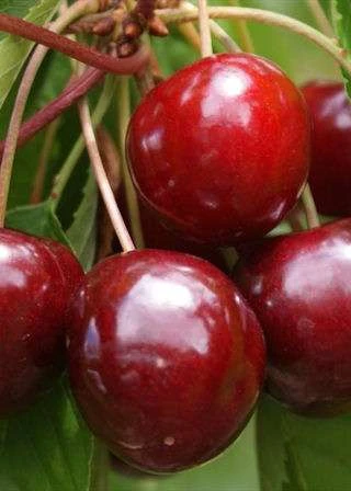 Inga Cherry Trees 3 Inga Cherry Trees