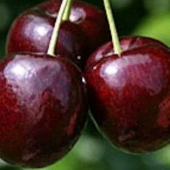 Lapins (Cherokee) Cherry Trees