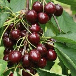 Merchant Cherry Trees