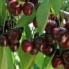 Merton Bigarreau Cherry Trees -Fruit Trees Sales 2024 Cherry20Merton20Big20lge
