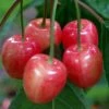 Merton Glory Cherry Trees -Fruit Trees Sales 2024 Cherry20Merton20Glory20201